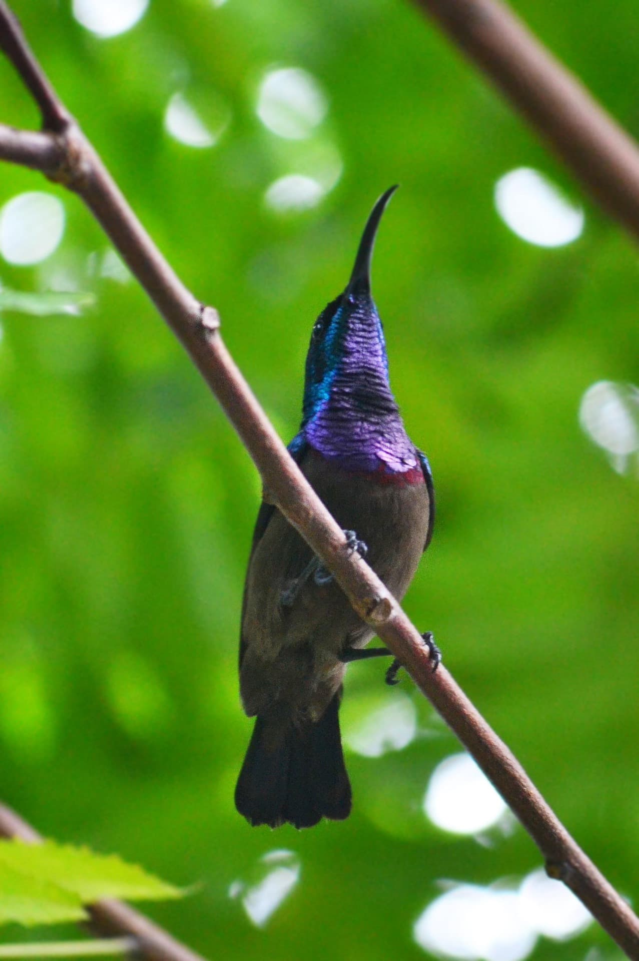 Observación de Aves